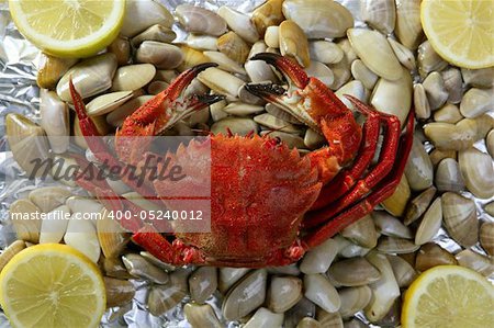 Lio carcinus puber crab over shell clams and lemon background