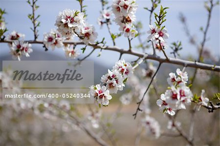 Almond flower trees field in spring season pink white flowers