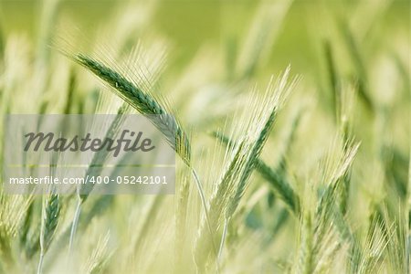 Green wheat plants growing on a field, bright background