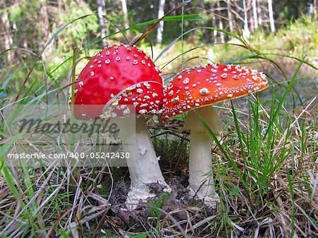 Close-up of fly agaric mushroom  in a forest