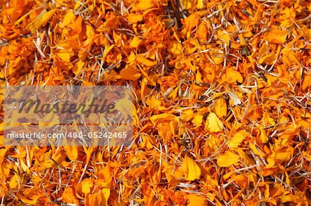 Full frame background of dried marigold flowers (tagetes)