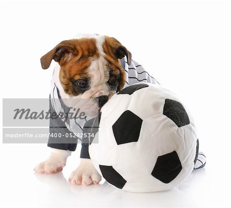 adorable english bulldog puppy sitting beside soccer ball with reflection on white background