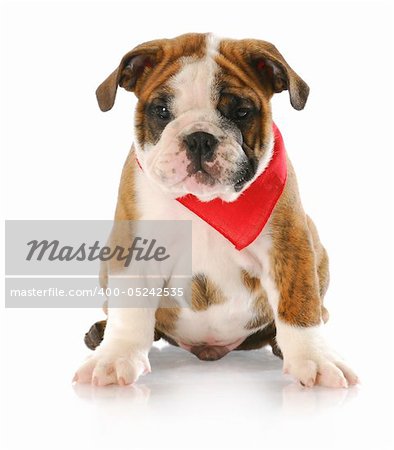 adorable eight week old english bulldog puppy wearing red bandanna with reflection on white background