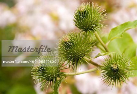 Thistle with sharp spines on the background of flowers