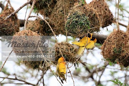 Yellow Weaver Bird - Wildlife Sanctuary, Game Reserve - Uganda, East Africa