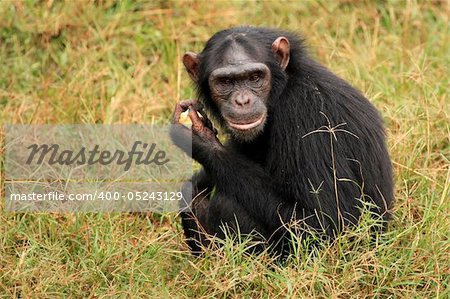 Chimpanzee Sanctuary, Game Reserve - Uganda, East Africa