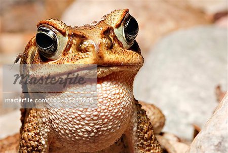 tropical frog calling and bitten by mosquito