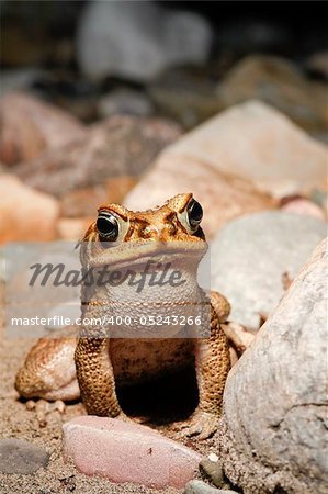 tropical frog calling and bitten by mosquito