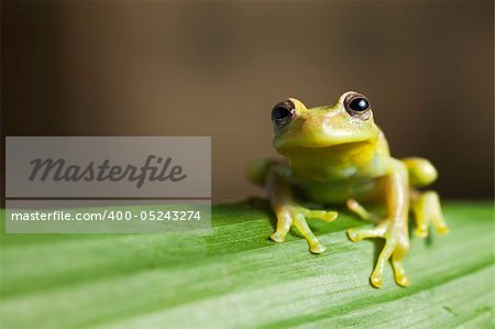frog amphibian treefrog rainforest branch tropical