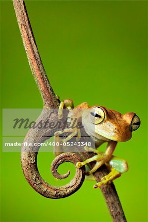 tree frog dendropsophus faciata sitting on a twig ready to jump