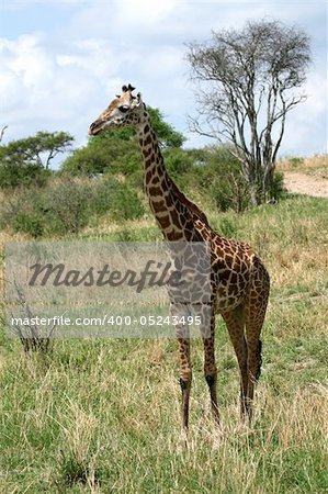 Giraffe - Tarangire National Park - Wildlife Reserve in Tanzania, Africa