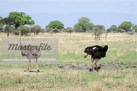 Ostrich - Tarangire National Park - Wildlife Reserve in Tanzania, Africa