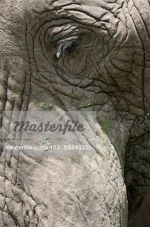 Elephant - Tarangire National Park - Wildlife Reserve in Tanzania, Africa