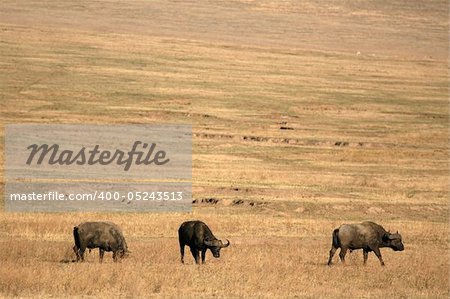 Ngorongoro Crater, Nature Reserve in Tanzania, East Africa