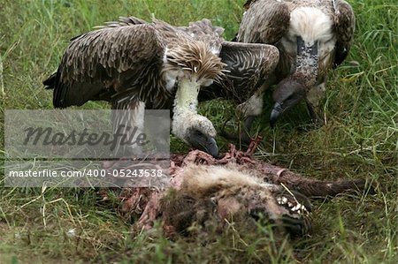 Vulture - Serengeti Wildlife Conservation Area, Safari, Tanzania, East Africa