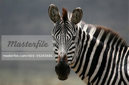 Serengeti Wildlife Conservation Area, Safari, Tanzanie, Afrique de l'est