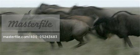 Wildebeest  - Serengeti Wildlife Conservation Area, Safari, Tanzania, East Africa