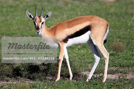 Thompsons Gazelle - Maasai Mara National Park in Kenya, Africa