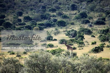 Maasai Mara National Park in Kenya, Africa