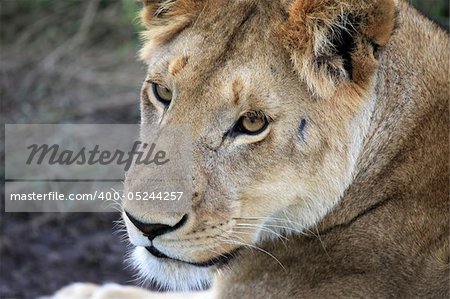 Lion - Maasai Mara National Park in Kenya, Africa