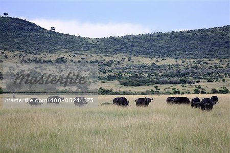 Buffalo - Maasai Mara National Park in Kenya, Africa