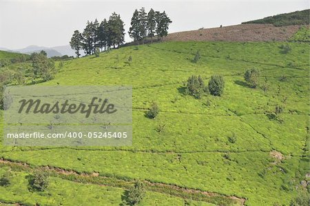 Tea gardens Ooty India