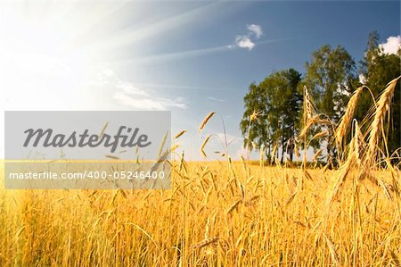 Summer view of ripe wheat under sun and blue sky