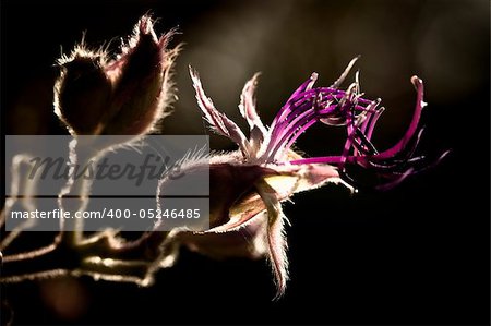 Spider Flower
