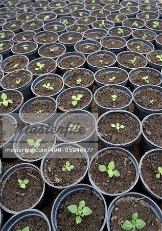 close up of seed flowers in green house