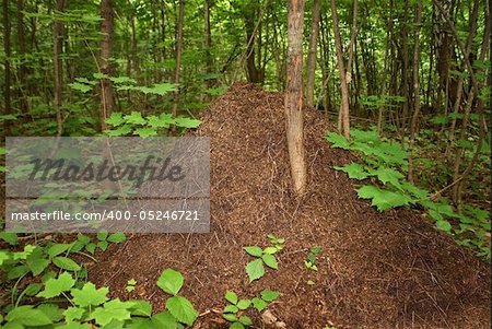 Big anthill