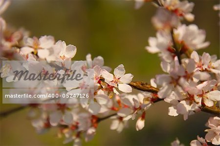 Apple blossom on a branch close-up, shallow depth of field.