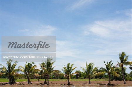 tree line in the field on the blue sky.