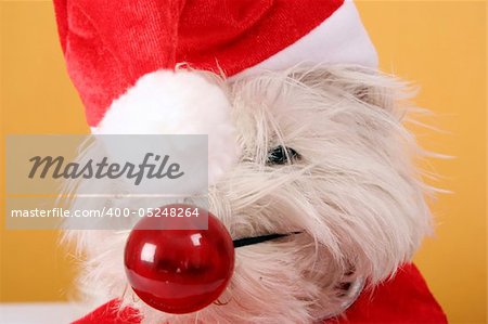 White puppy with big red nose.
