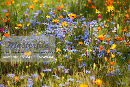 Flowering meadow