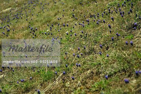 Purple mountain flowers in the grass, angled view.