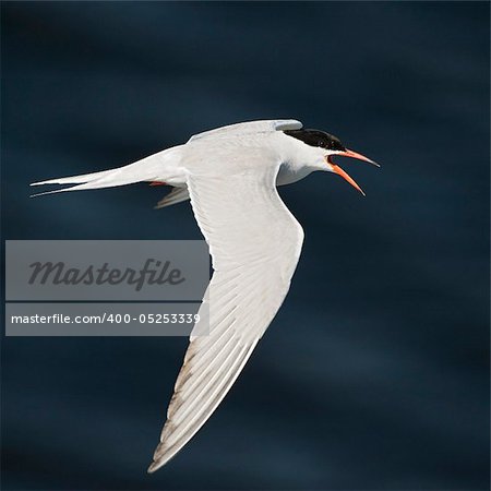 The Common Tern  is a seabird of the tern family Sternidae. This bird has a circumpolar distribution breeding in temperate and sub-Arctic regions of Europe, Asia and America.