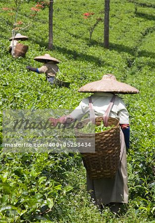 Tea pickers on a tea plantation in Puncak, Java, Indonesia