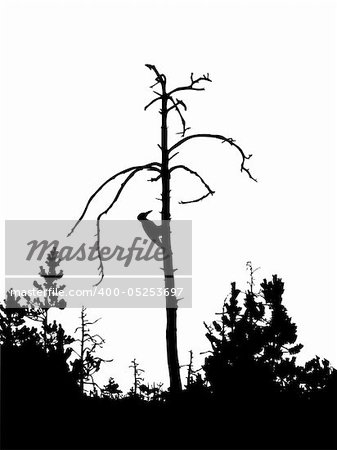silhouette woodpecker on dry tree isolated on white background