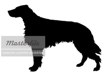 silhouette of the setter isolated on white background