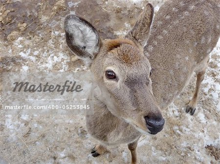 Single doe deer stays on a ground