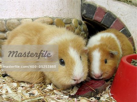 Two orange guinea pigs on the sawdust