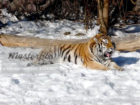 Colorful tiger jaws on the snow ground