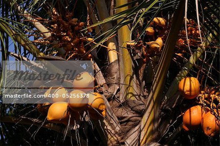 King coconuts of various sizes growing on a palm tree