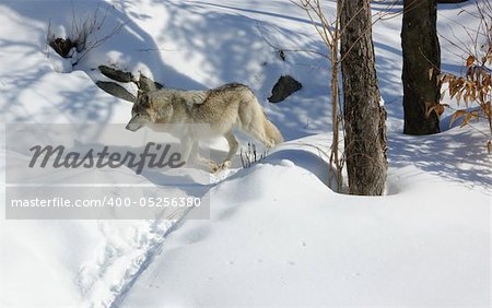 Arctic wolf in Winter