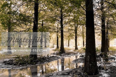 Forest scenery of trees with stream in fall.
