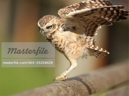 Portrait of a Burrowing Owl landing on a fence