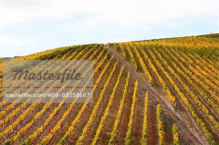 Beautiful Vineyard Landscape