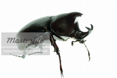 Spitzmaul-Nashörner Käfer isoliert auf weiss