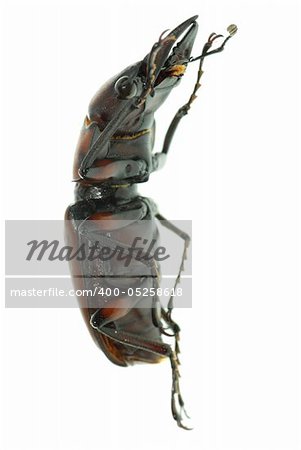 insect stag beetle bug isolated on white background