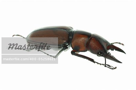 insect stag beetle bug isolated on white background